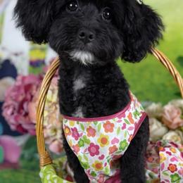 Golden Mountain Doodle puppies from Donnas Deluxe Doodles LLC