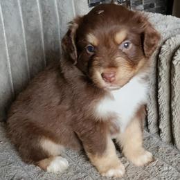 HERSHEY - Red tri-color female Miniature American Shepherd puppy in Goldendale, Washington from Amulet Charm