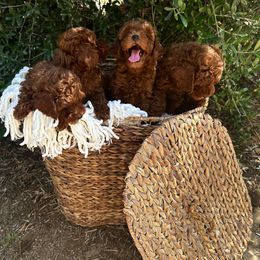 Poodles from Our Poodiful Life
