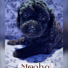 Goldendoodle Puppies from Darling Doodles