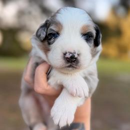 Blues AKC - Blue merle male Australian Shepherd puppy in Polk City, Florida from Skaky Shepherds