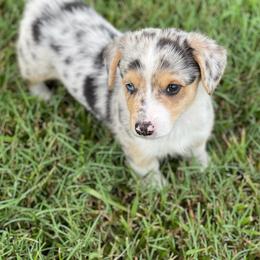 American Corgis and Pembroke Welsh Corgis from Bonderosa Kennels