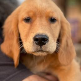 Yellow collar female - Letty - Golden female Golden Retriever puppy in Yucaipa, California from Blessed Goldens