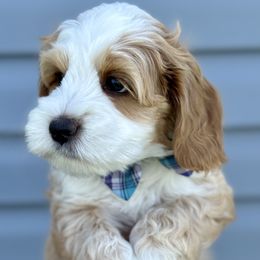 Australian Labradoodle Puppies from Grand Peaks Labradoodles