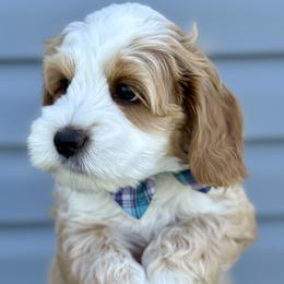 Australian Labradoodle Puppies from Grand Peaks Labradoodles