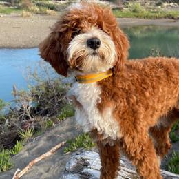 Zan - Goldendoodle