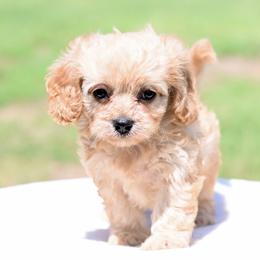 Lacey - Cream female Cavapoo puppy in Lawton, Oklahoma from Lindsey’s Cavies