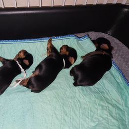 Yorkshire Terrier Puppies from Little Yorkie World Texas