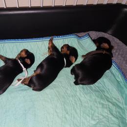 Yorkshire Terrier Puppies from Little Yorkie World Texas