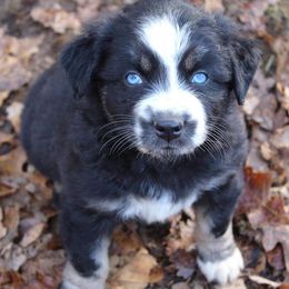 Australian Shepherds from Paint Me Blue Kennels