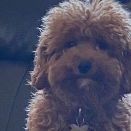 Naiya - Cockapoo