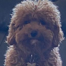 Naiya - Cockapoo