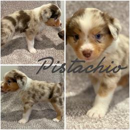 Pistachio - Red merle female Miniature Australian Shepherd puppy in Pinnacle, North Carolina from Higher Elevations Mini Aussies