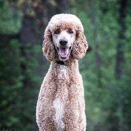 Remi - Poodle