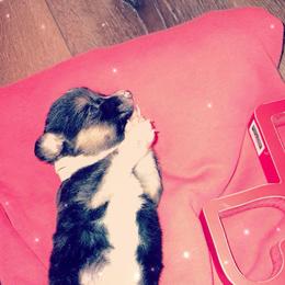 American Corgi Puppies from Highland corgis
