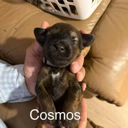 Cosmos Gray Collar - Brown male Whoodle puppy in Pima, Arizona from Schmidt's K9s