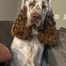 Einstein - English Springer Spaniel