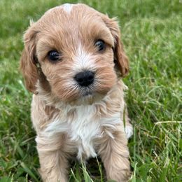 Mitzie - Brown female Cavapoo puppy in Hallsville, Missouri from Cedar Hill Pups