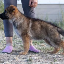 German Shepherd Puppies from vom Gannett