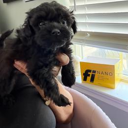 Sir Vito - Black male Maltipoo puppy in Southern,, California from Maltipoo Tiny Pups & More