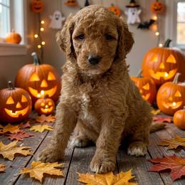 Salami - AKC - Apricot male Poodle puppy in Haines City, Florida from Noelle Poodles