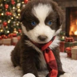 Coco - Red & white male Miniature Australian Shepherd puppy in Alexandria, Virginia from Fairfax Aussies