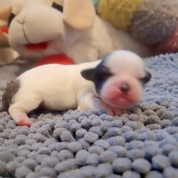 Mal-Shi Puppies from Gemstone Exclusive Pups of Florida