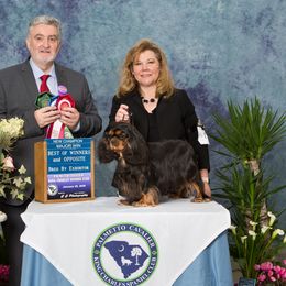 Cavalier King Charles Spaniel All Grown Up from Saranade Cavaliers