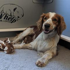Welsh Springer Spaniels from Juniper Welsh Springer Spaniels