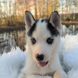 Reba - Black and white female Siberian Husky puppy in Hebron, Kentucky from Glacier Run Huskies