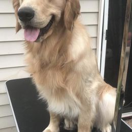 Golden Retrievers from Tammy Corrigan