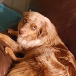 Miniature Australian Shepherds and Toy Australian Shepherds from Swickey Farms