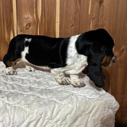 Cassidy - Black brown and white female Basset Hound puppy in Vinegar Bend, Alabama from Melanie's Basset Hounds