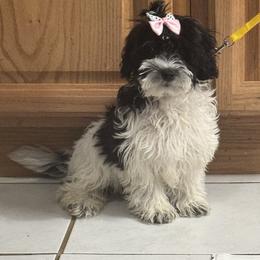 Luna - Black & white female Maltipoo puppy in Lancaster, Kentucky from Dream Paws Puppies, LLC