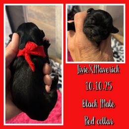 Red collar - Black male Shih Tzu puppy in Kosciusko, Mississippi from The Dog House LLC