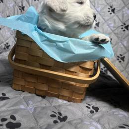 Mr Blue - Light golden male Golden Retriever puppy in Grand Island, Nebraska from Loseke Family Retrievers