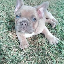 Boy 1 - Blue fawn male French Bulldog puppy in La Puente, California from Certified Frenchies
