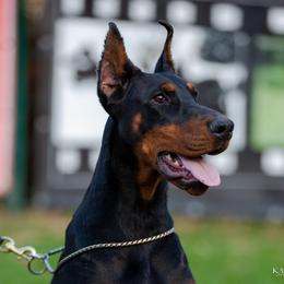 Brenda - Doberman Pinscher