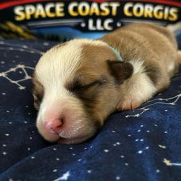 Boy 5 - Red and white male American Corgi puppy in Cocoa, Florida from Cascadian Space Coast Corgis LLC