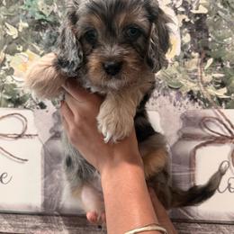 Mimi - Merle female Cavapoo puppy in Riverview, Florida from Doodley Doo Doodles