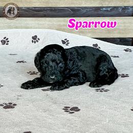Sparrow - Black female Bernedoodle puppy in Banner Elk, North Carolina from Walnut Tree Bernedoodles