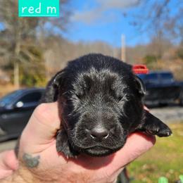 Red collar - Black male German Shepherd puppy in Dexter, Missouri from Vom Morris Haus German Shepherds