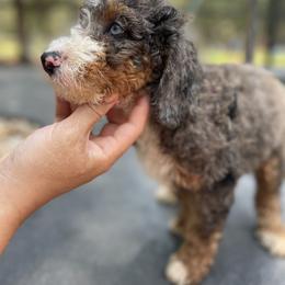 Bernedoodle Puppies from Bernedoodles of Florida