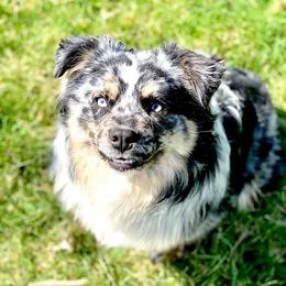 Miniature American Shepherds and Miniature Australian Shepherds from Maple Grove Mini Aussies