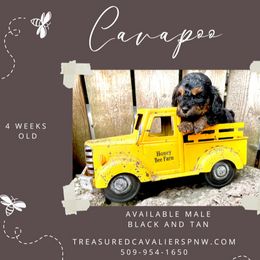 Boy 1 - Black and tan Cavapoo puppy in Spokane, Washington from Treasured Cavaliers of the Pacific Northwest