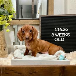 Rocket - Red male Dachshund puppy in Goodyear, Arizona from AZ Low Life Doxies