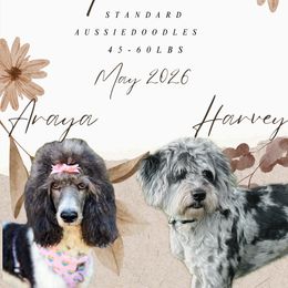 Aussiedoodle puppies from Ridgeline Doodles