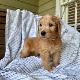 Jelly - Apricot female Goldendoodle puppy in Montgomery, Texas from Dacus Doodles