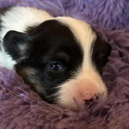 Sesame - Black and tan male Pembroke Welsh Corgi puppy in Lima, New York from Hickory Springs Corgis