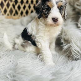 Presley - Merle female Bernedoodle puppy in Natural Bridge, Virginia from Rockbridge Puppies